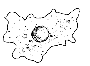 Protozoa